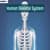 Human Skeletal System: Parts, Functions, Diagram, Facts